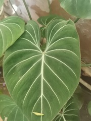 Philodendron gloriosum