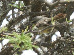 Stigmatura budytoides