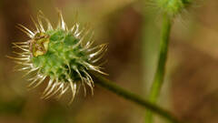 Papaver hybridum