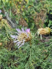 Plectocephalus chilensis