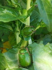 Brachysternus prasinus