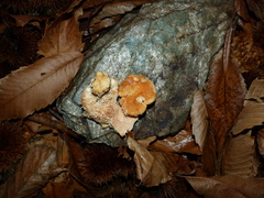 Hydnum rufescens
