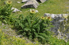 Cirsium spinosissimum