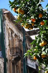 Citrus × aurantium