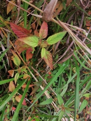 Acalypha arvensis