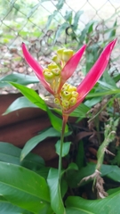Heliconia psittacorum