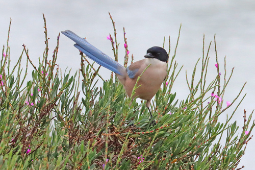 Rabilargo ibérico (Cyanopica cooki)