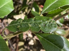 Liothrips ilex