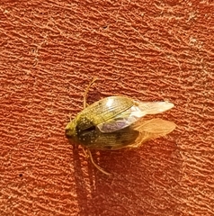 Berosus