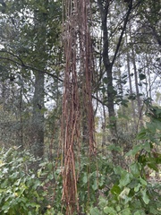 Dolichandra unguis-cati