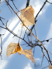 Smilax lasioneura