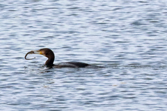 Syngnathidae
