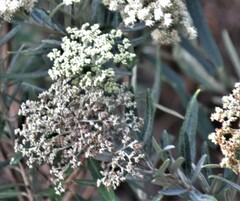 Buddleja saligna