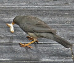 Turdus smithi