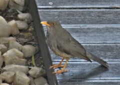 Turdus smithi