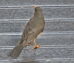 Turdus smithi