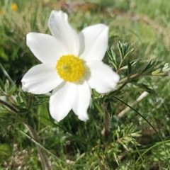 Pulsatilla alpina