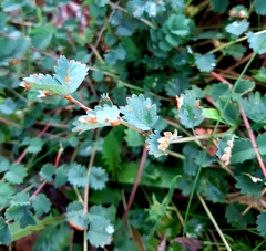 Sanguisorba minor