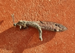 Nemoleontinae