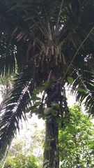 Arecaceae