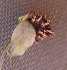 Hyalomma