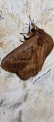 Phyllalia thunbergii