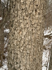 Fraxinus nigra