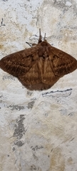 Phyllalia thunbergii
