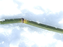 Equisetum hyemale
