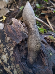 Xylaria