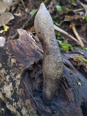 Xylaria