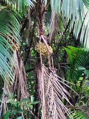 Bactris major image