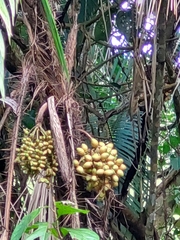 Bactris major