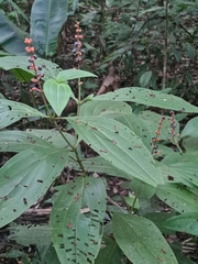 Miconia nervosa