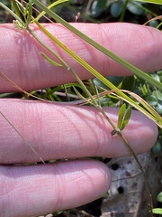 Lechea intermedia intermedia