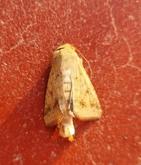 Helicoverpa punctigera