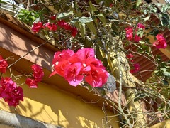 Bougainvillea glabra