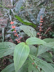 Miconia nervosa