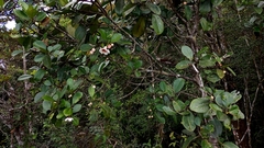 Clusiaceae