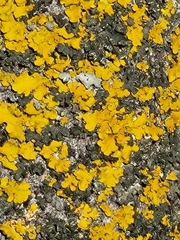 Xanthomendoza fallax