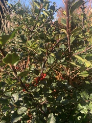 Ilex