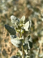 Atriplex lentiformis
