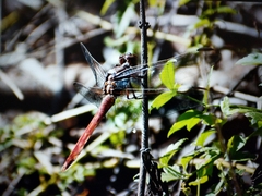Orthemis ferruginea