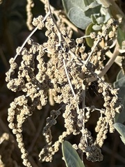 Atriplex lentiformis
