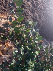 Ilex