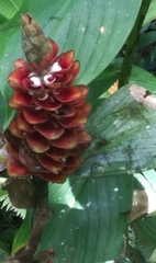 Costus pulverulentus