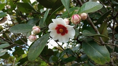 Clusiaceae
