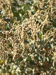 Atriplex lentiformis