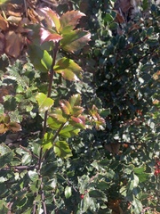Ilex
