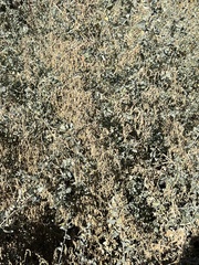 Atriplex lentiformis